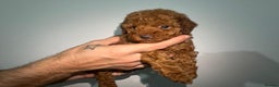 Miniature Poodle dogs for sale: 🐩 Outstanding Deep Red Miniature Poodle Puppies  - Advert 9
