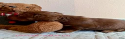 Miniature Dachshund dogs for sale: Four Beautiful Miniature Dachshund Puppies - Advert 13