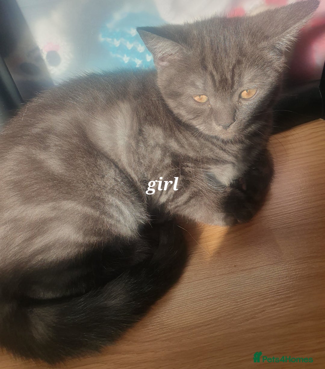 British Shorthair cats for sale: British Shorthair Kittens - Image 4