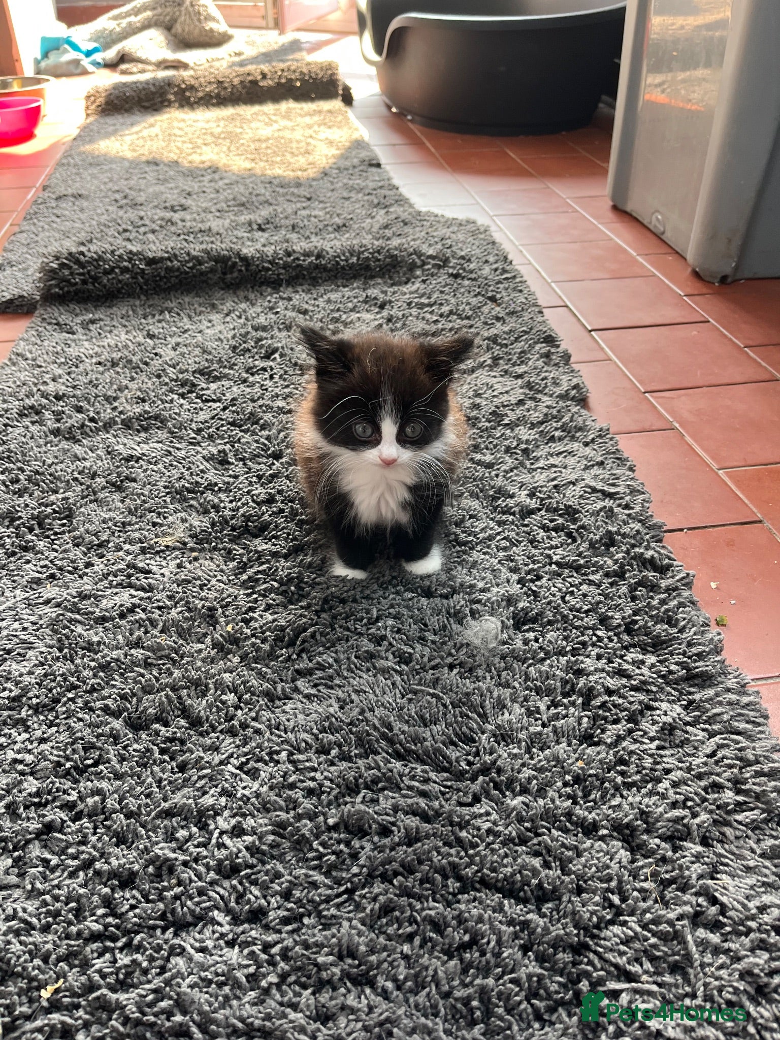 British Shorthair cats 12 week old female kitten cute and friendly  - Advert 8