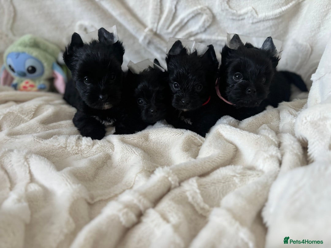 Yorkshire Terrier dogs for sale: Mini Black Yorkshire terriers puppies  - Advert 1
