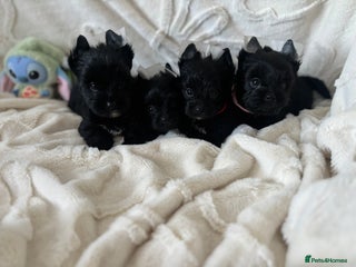 Yorkshire Terrier dogs Mini Black Yorkshire terriers puppies - Advert 3