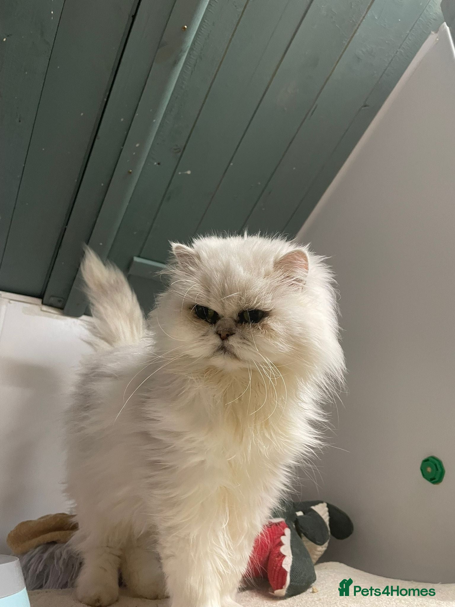 Persian cats Two Adult Female Persians for sale! - Advert 1