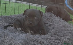 Staffordshire Bull Terrier dogs for sale: Kc registered Staffords  - Image 4