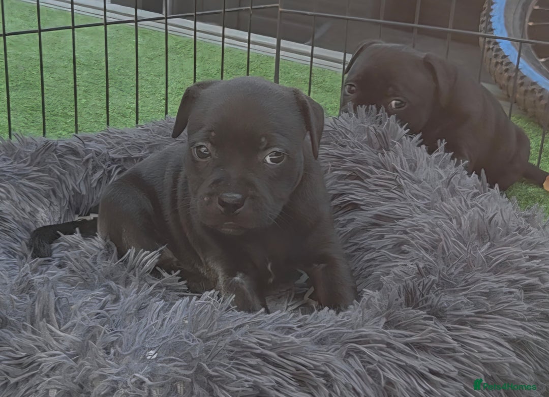 Staffordshire Bull Terrier dogs for sale: Kc registered Staffords  - Image 4