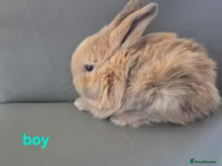 Mini Lop rabbits Last remaining boy Ready 13th April - Advert 13
