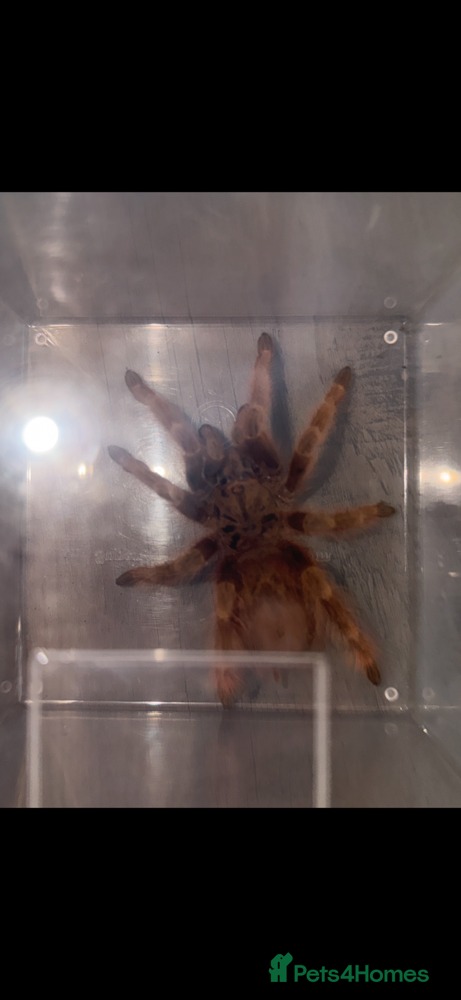 Tarantulas invertebrates for sale: Brazilian blonde  - Advert 1