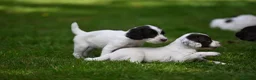 English Springer Spaniel dogs for sale: Kennel club registered Springer Spaniel Puppies - Advert 6