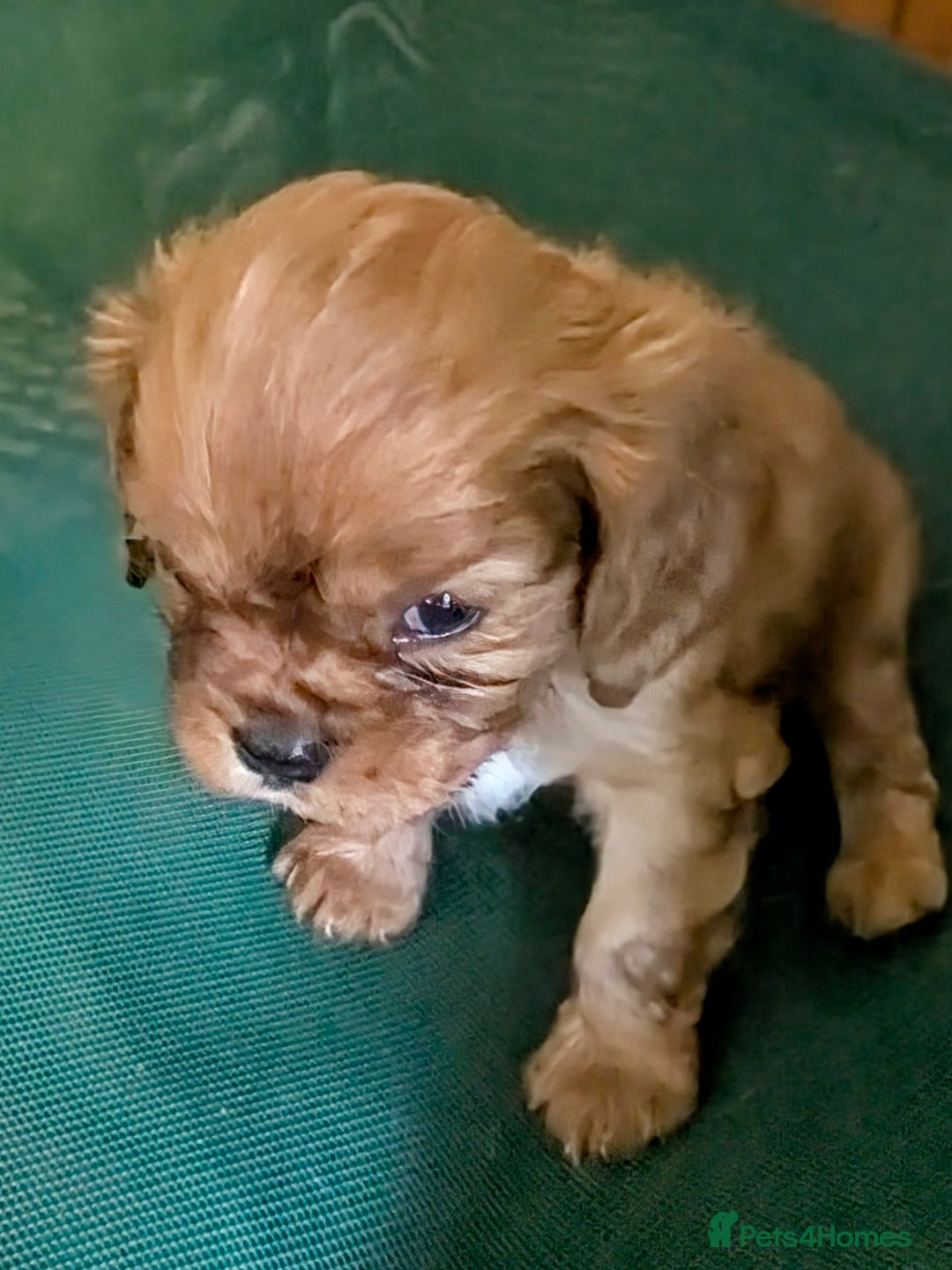 Cavalier King Charles Spaniel dogs for sale: Stunning Deep Ruby Cavalier king Charles puppies  - Image 16