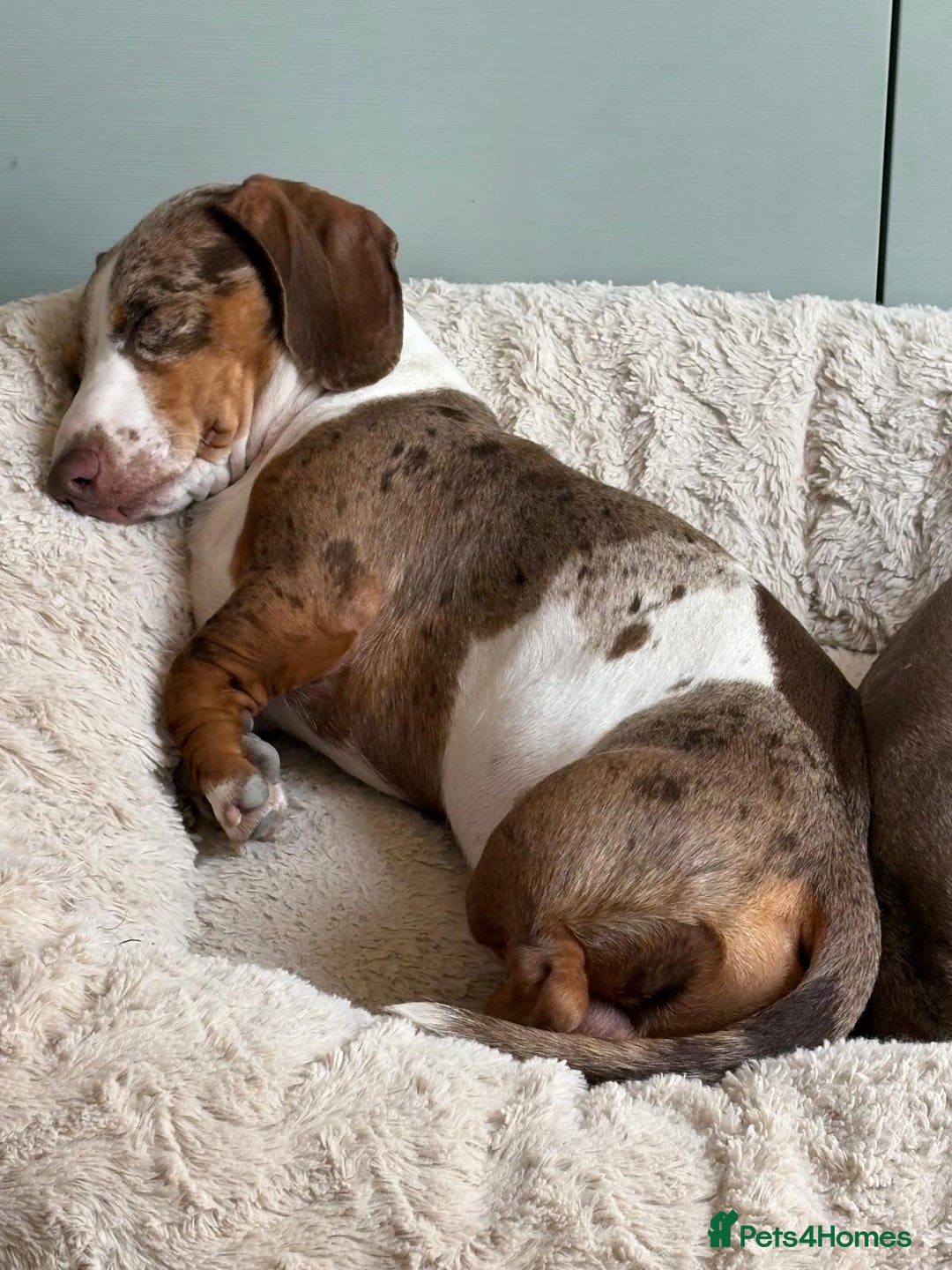 Miniature Dachshund dogs for sale: Piebald male miniature daschund  - Image 3