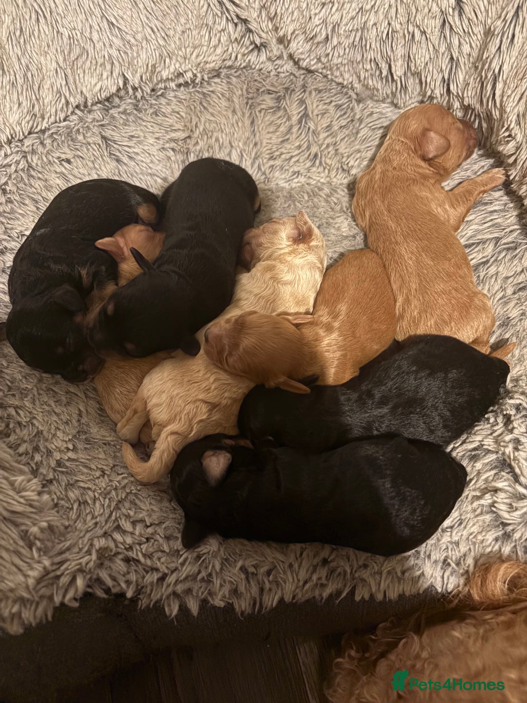 Cavapoochon dogs for sale: ⭐️⭐️5 star homes wanted for these gorgeous pups  - Image 6