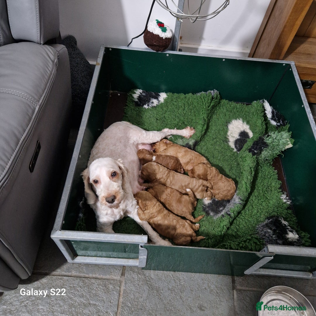 Cockapoo dogs for sale: Cockapoo - Advert 4