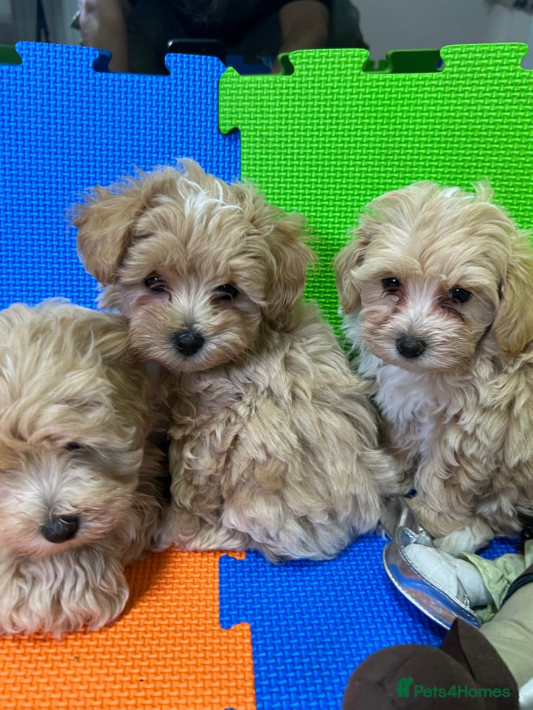 Maltipoo dogs for sale: ❤️3 Maltipoo F1 Babies❤️ - Advert 3