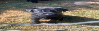 Labrador Retriever 1