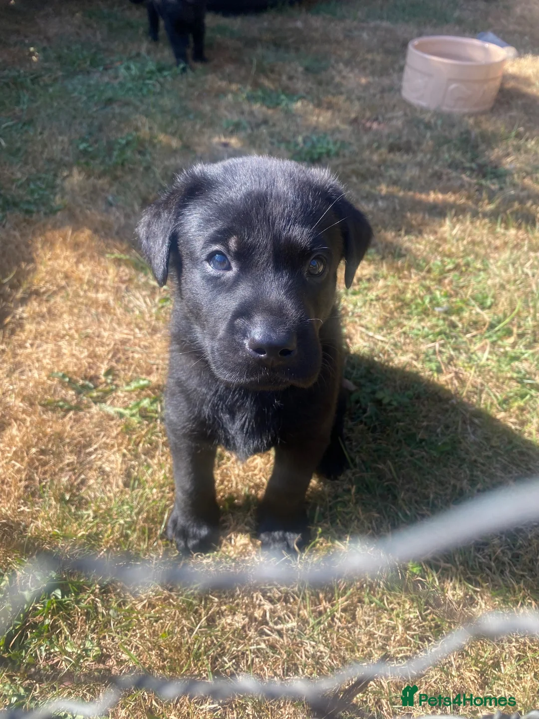 Labrador Retriever dogs for sale: KC health tested working lab pups at Thistlecrack - Advert 7