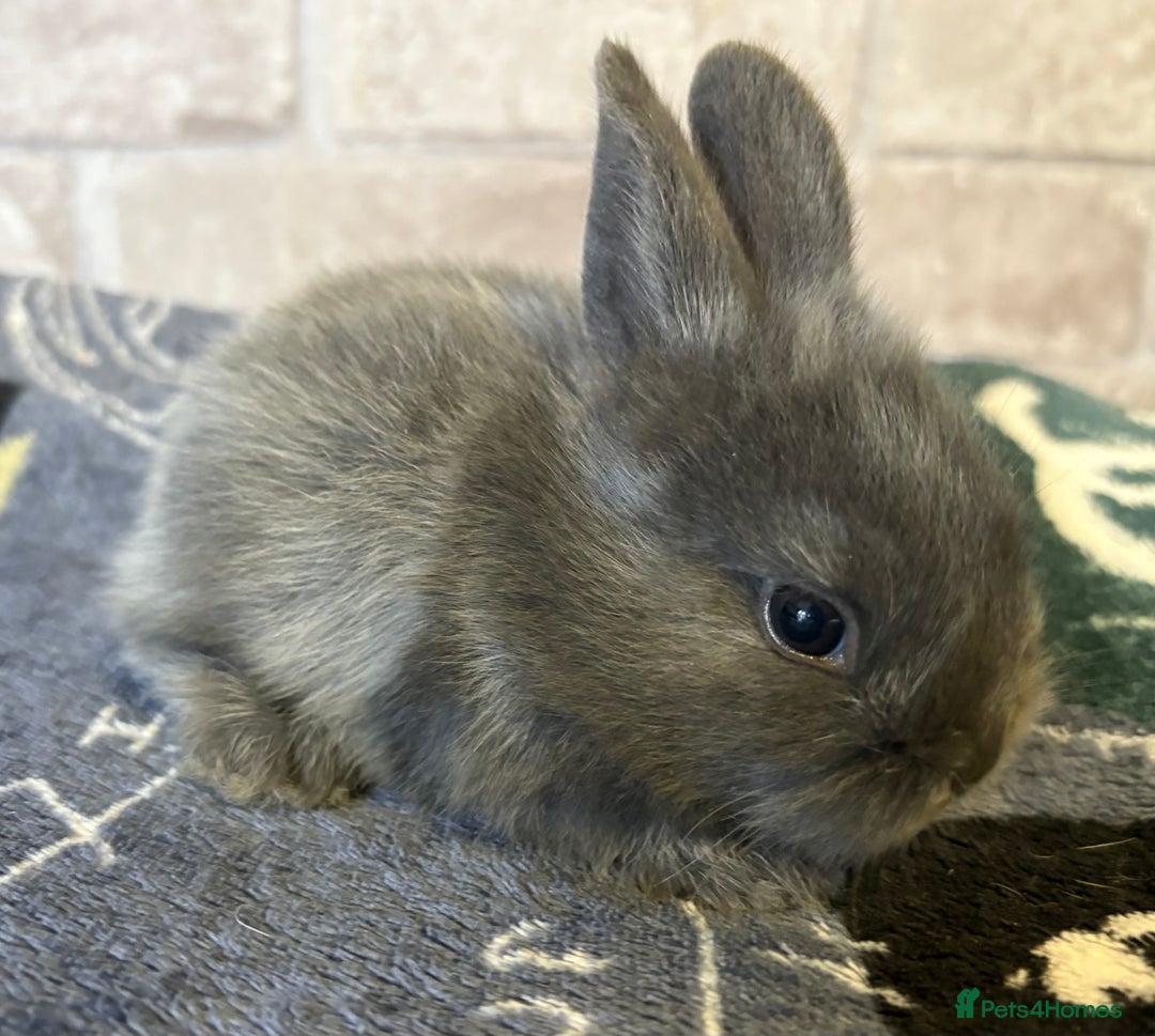 Mini Lop rabbits for sale: Two different litters of rabbits - Image 5