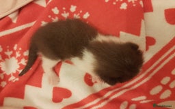 Mixed Breed cats for sale: Sell 3 Boys 1 girl  - Image 3