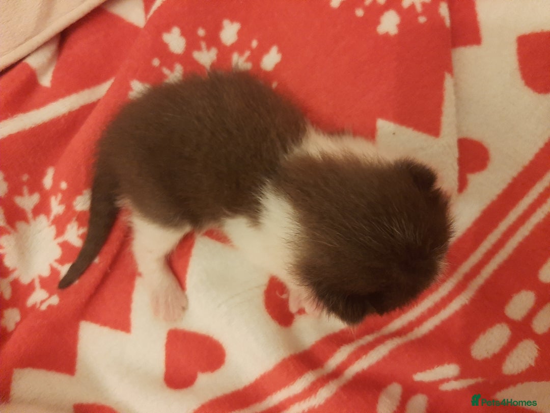 Mixed Breed cats for sale: Sell 3 Boys 1 girl  - Image 3