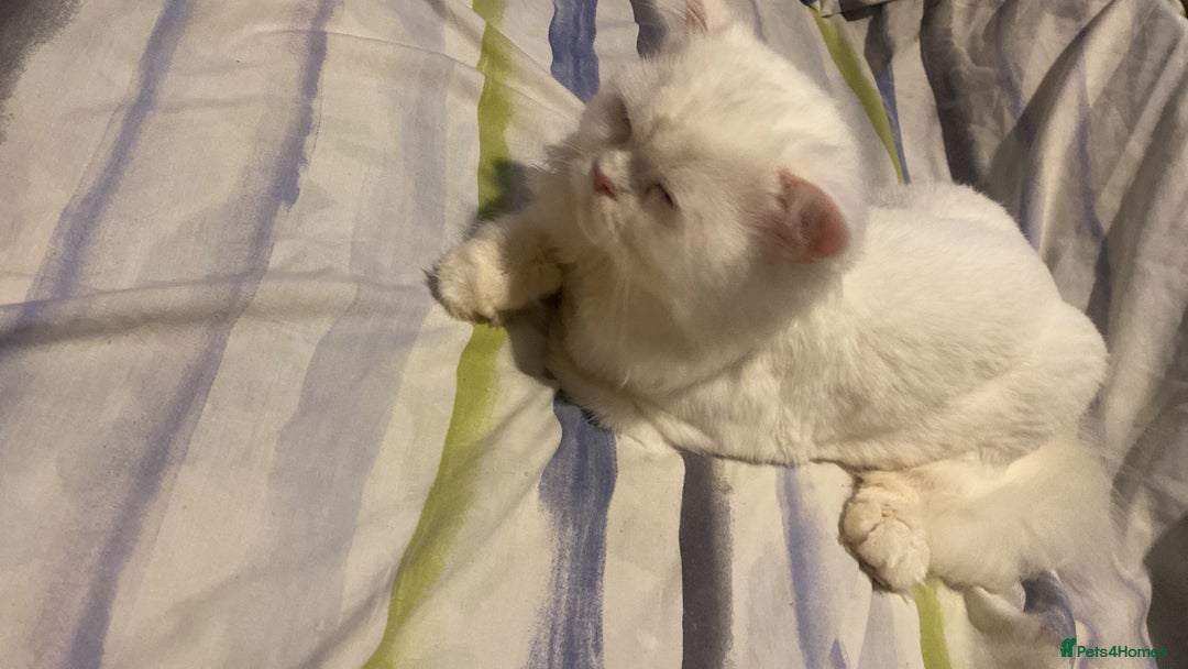 Persian cats for sale: Beautiful white persain  - Image 7