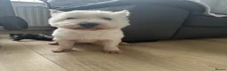 Westiepoo dogs for sale: Beautiful westiepoo puppies  - Advert 4