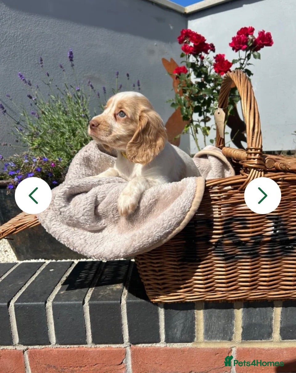 Cocker Spaniel dogs 🩷KC REGISTERD COCKER SPANIEL CHAMPION BLOODLINE🩵 - Advert 1