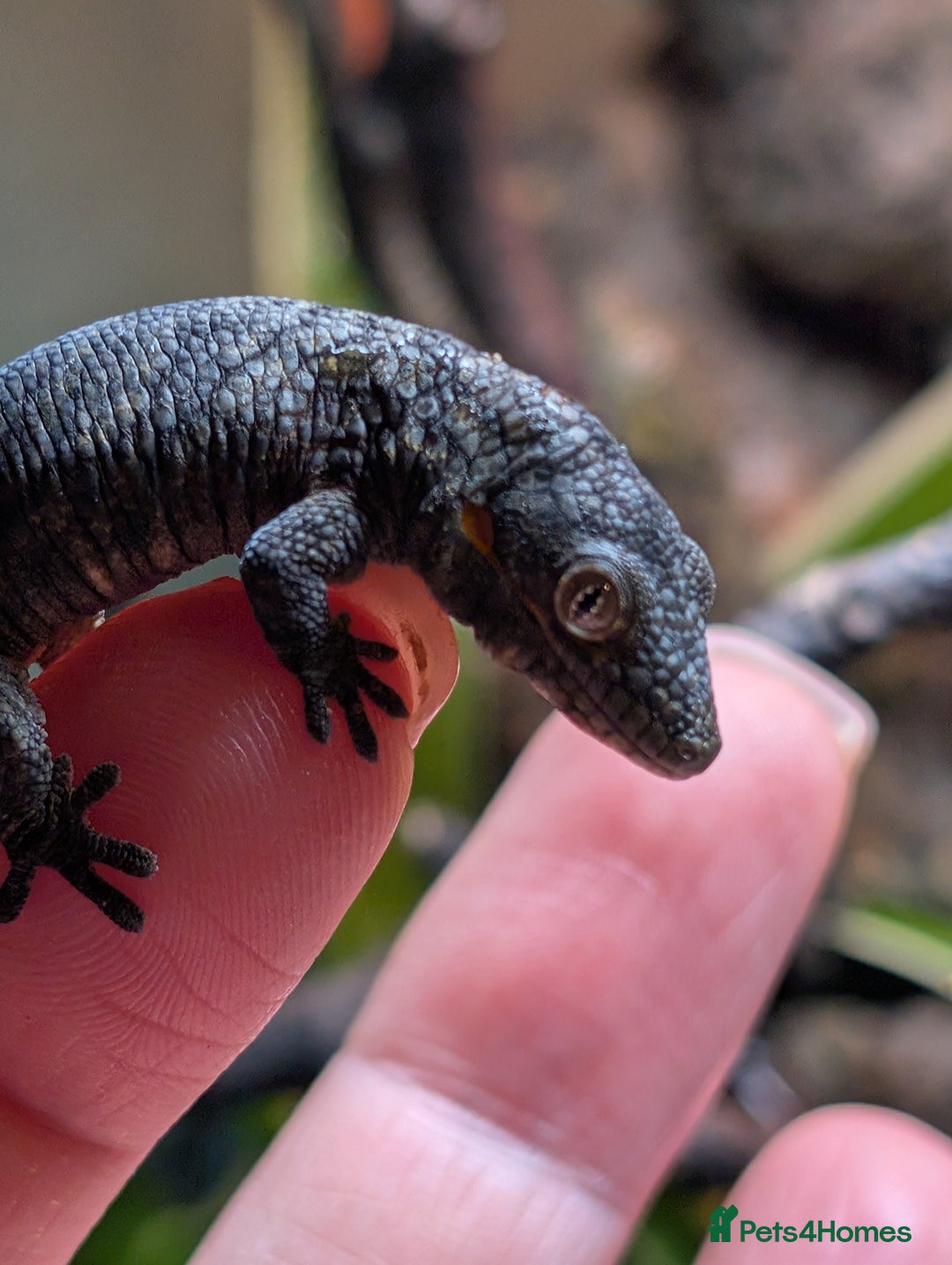 Gecko reptiles for sale: Eurydactylodes Agricolae (Bauers Chameleon Gecko) - Advert 7