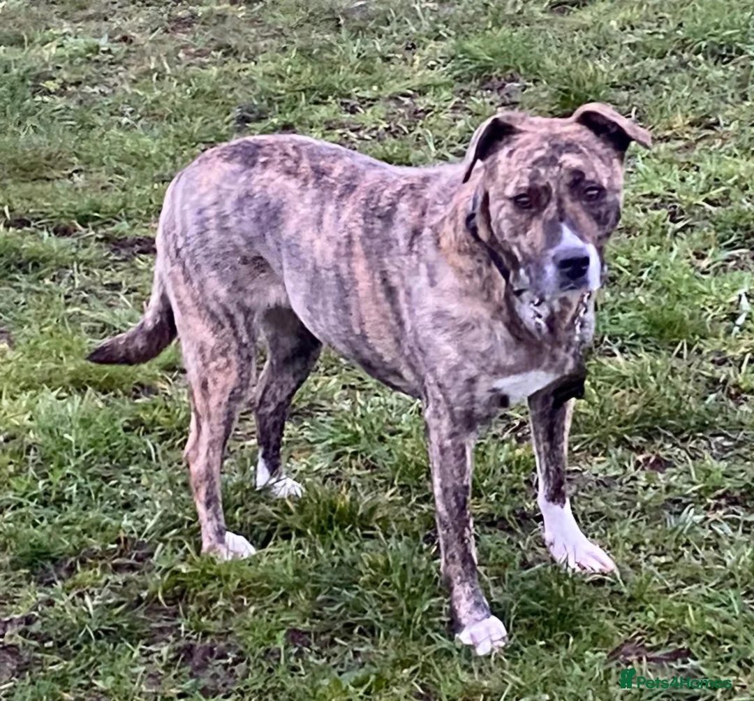 Mixed Breed dogs for adoption: Dilly  - Advert 1