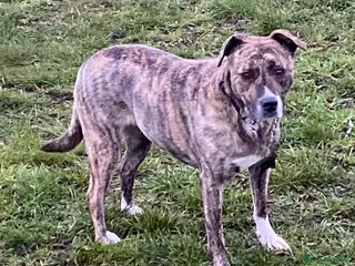 Mixed Breed dogs Dilly - Advert 2