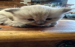 Ragdoll cats for stud: Ragdoll for stud  in Goole - Image 17