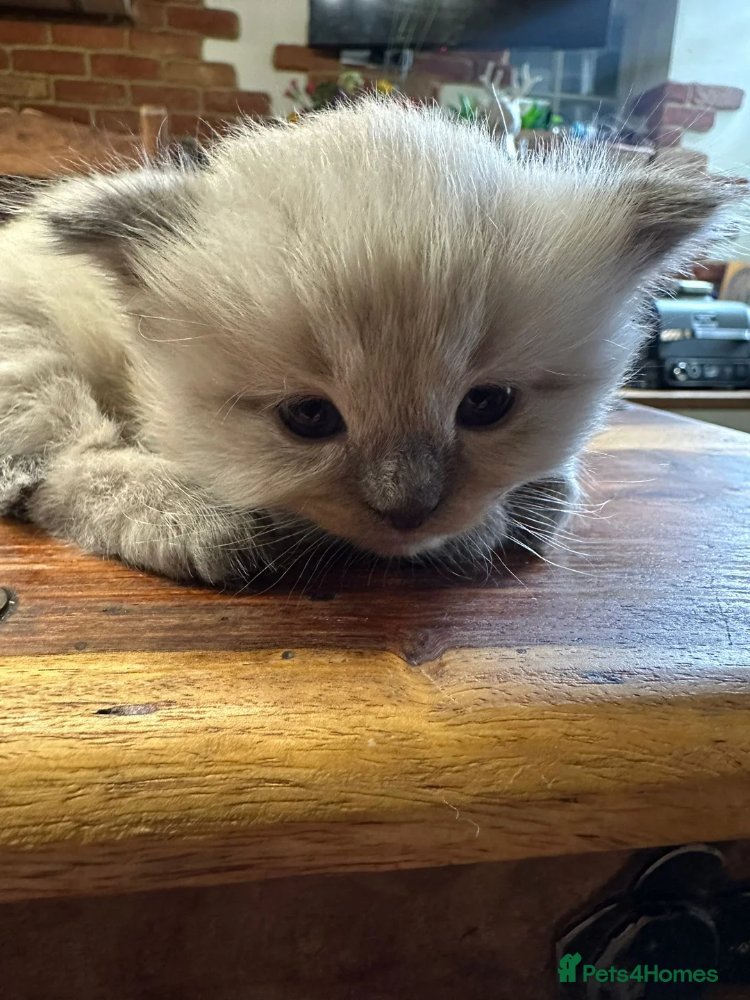 Ragdoll cats for stud: Ragdoll for stud  in Goole - Advert 17