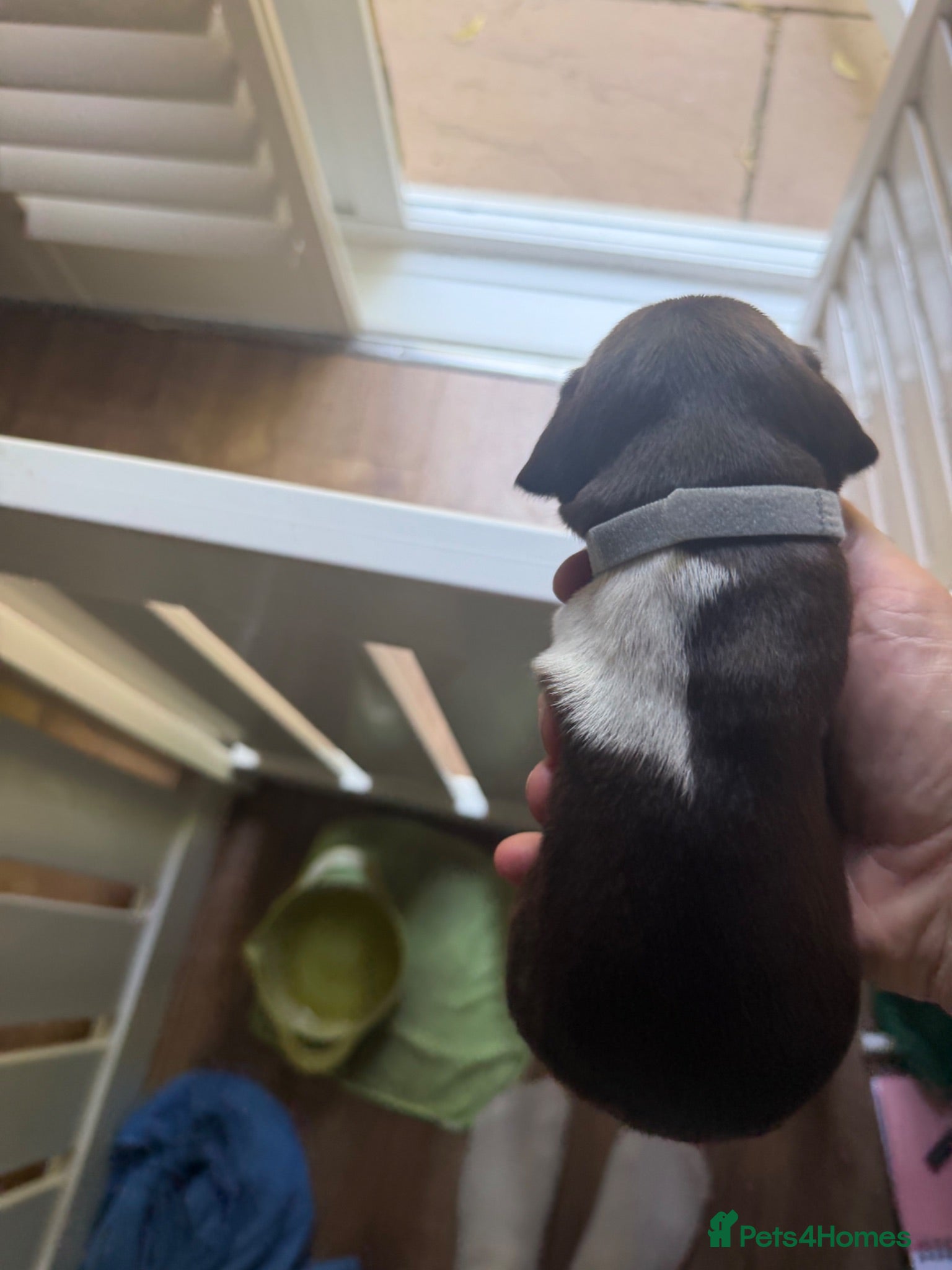 German Shorthaired Pointer dogs Stunning litter of 14 German short-haired pointers - Advert 2