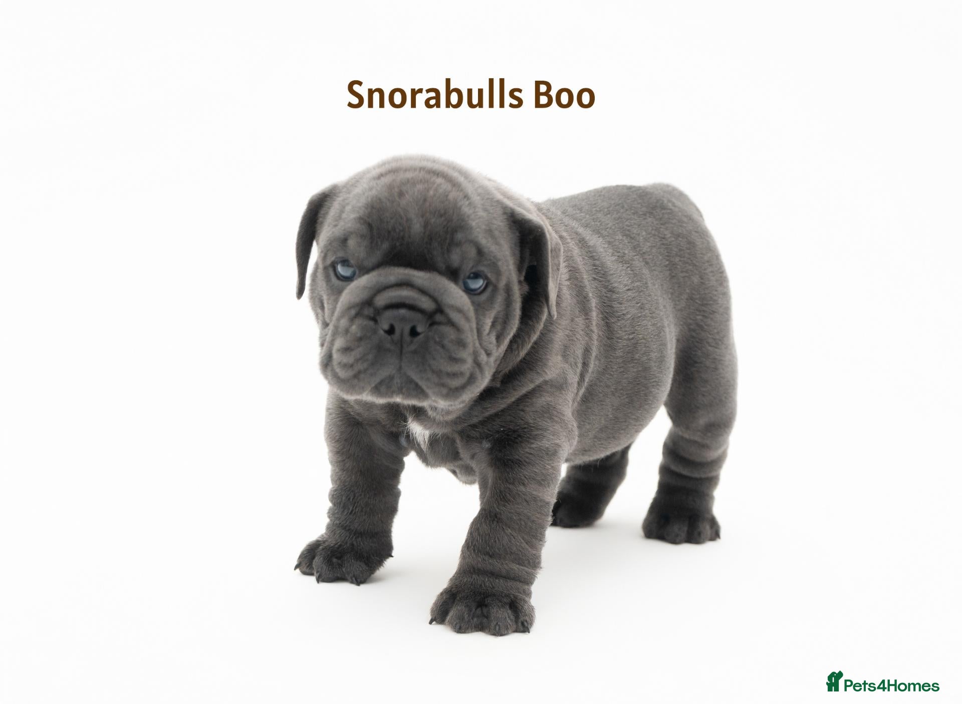 English Bulldog dogs Snorabulls Top Quality Girls - Advert 2