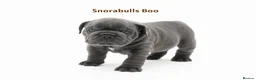 English Bulldog dogs for sale: Snorabulls Top Quality Girls - Advert 2