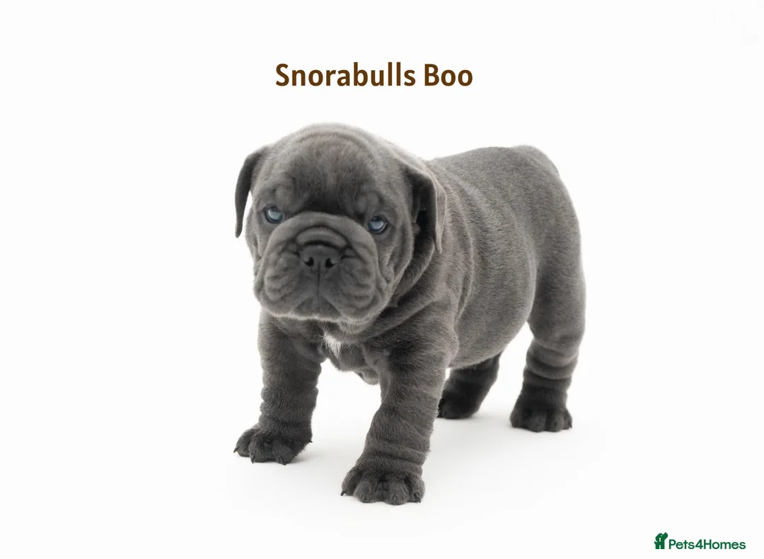 English Bulldog dogs for sale: Snorabulls Top Quality Girls - Advert 2