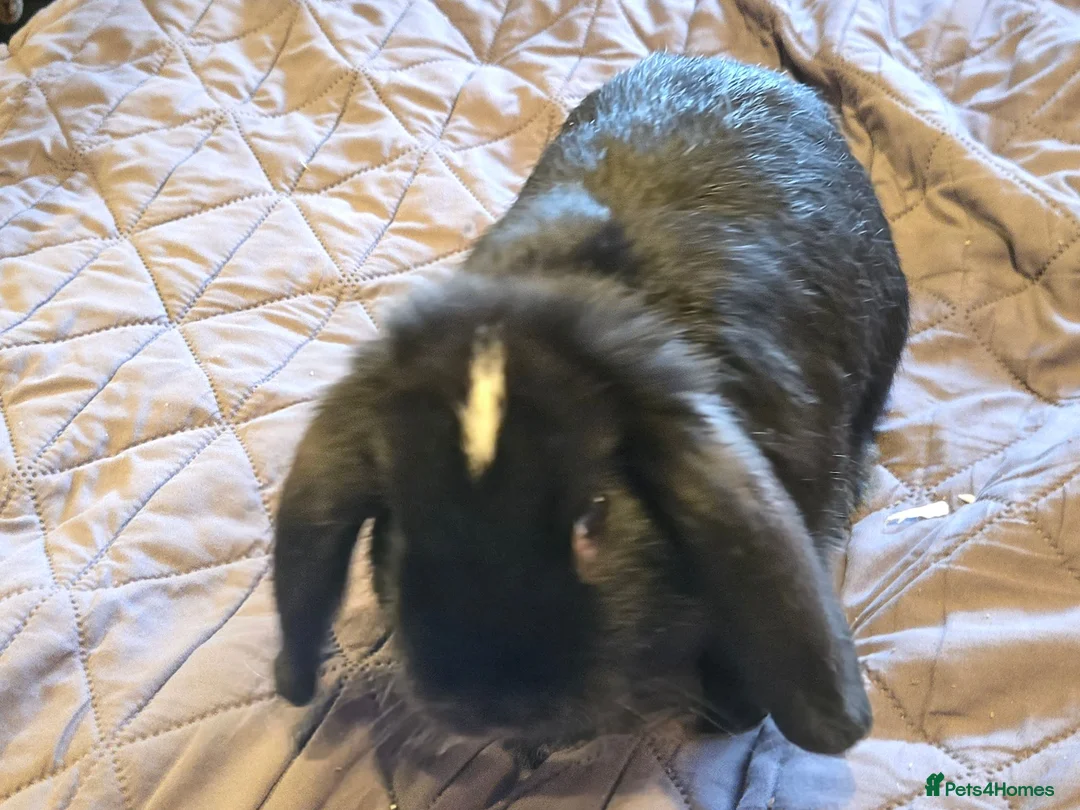 Mixed Breed rabbits for sale: Lop eared rabbits in Holyhead - Advert 2