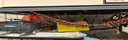 Rat rodents for sale: Two male Rex rats - Advert 4