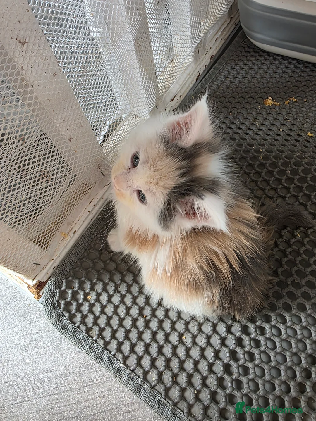 Maine Coon cats for sale: STUNNING MAINE COON KITTENS  - Advert 4