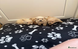 West Highland Terrier dogs for sale: DNA health tested Westie-poos  - Image 11