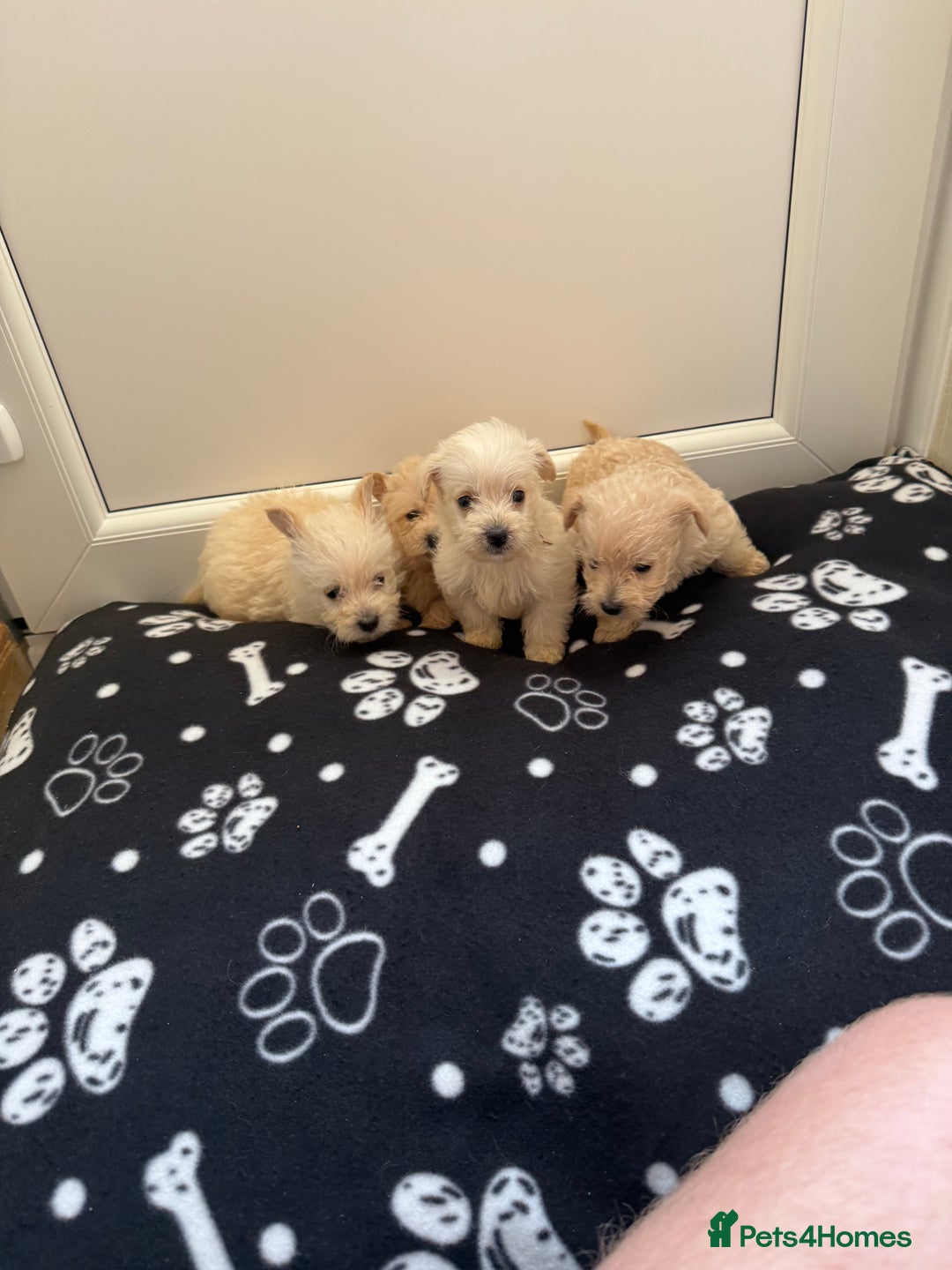 West Highland Terrier dogs for sale: DNA health tested Westie-poos  - Image 11