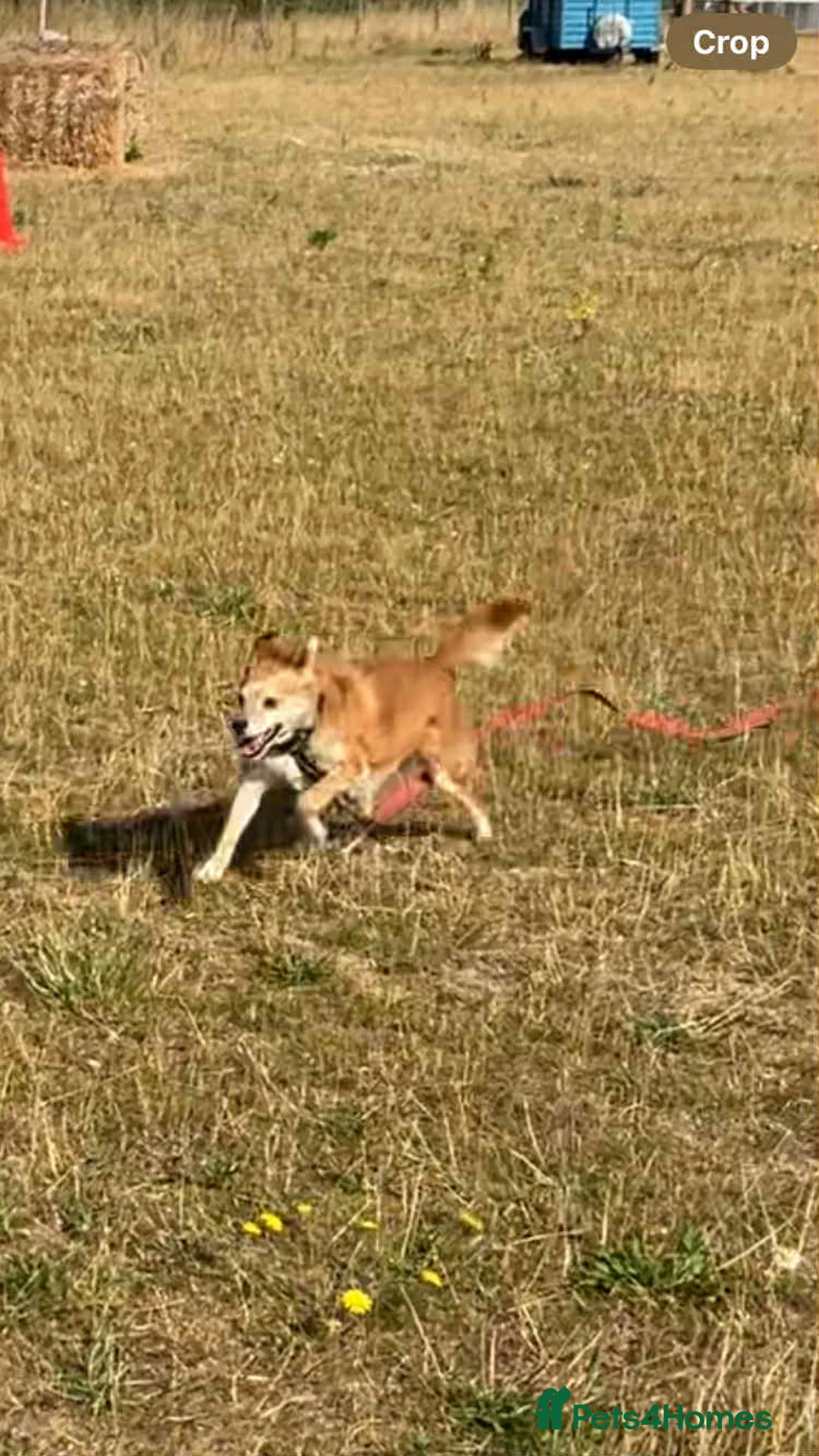 Mixed Breed dogs for adoption: Geoffrey - Kings Lynn Norfolk  - Advert 7