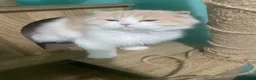 Scottish Fold cats for sale: Scottish fold - Advert 7