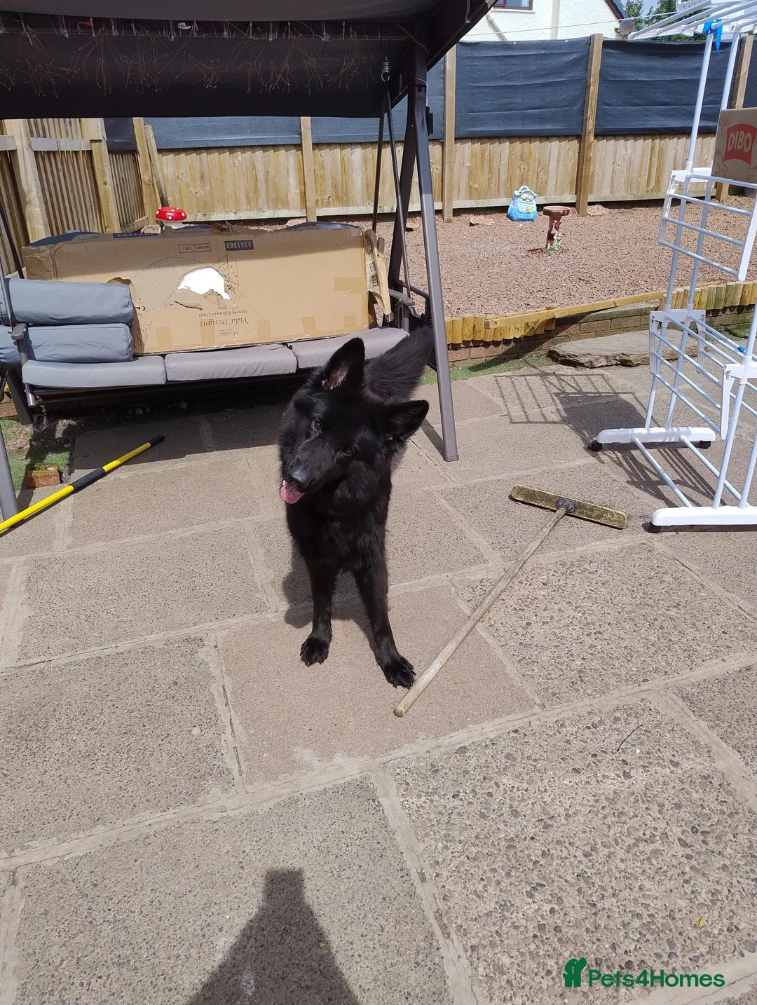 German Shepherd dogs for sale: Luna Female German Shepherd  in Stevenston - Advert 2