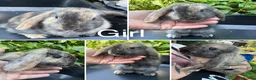 Harlequin rabbits for sale: Gorgeous harlequin mini lops - Advert 2