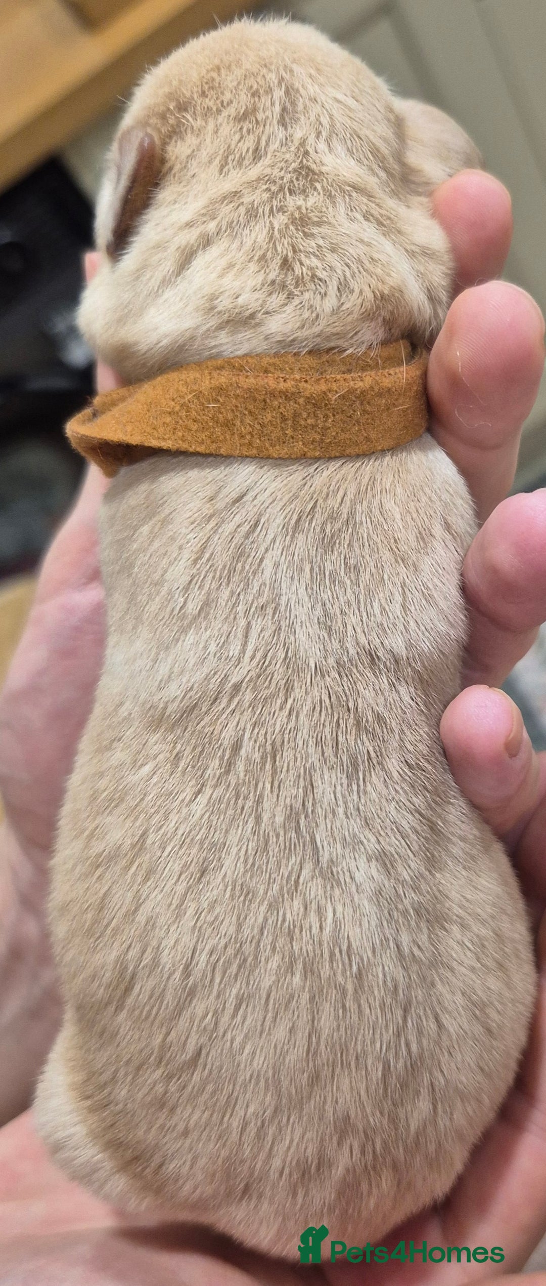 Labrador Retriever dogs for sale: KC Reg Working Fox Red & Yellow Lab Puppies - Advert 17