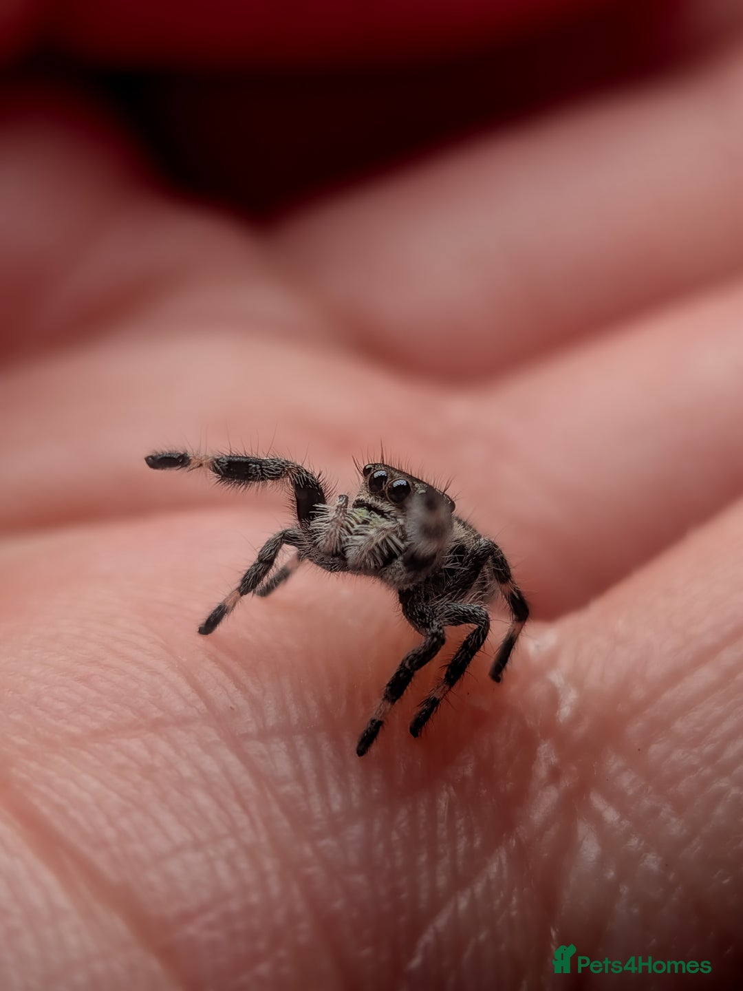 Spiders invertebrates for sale: i6 Phidippus Regius Bahamas female (random picked) - Image 4