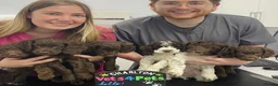 Cockapoo dogs for sale: F2 beautiful cockapoo puppies  in Leamington Spa - Advert 13