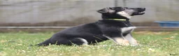German Shepherd dogs for sale: ⭐ Rare East European Shepherd Puppies UK - Advert 11
