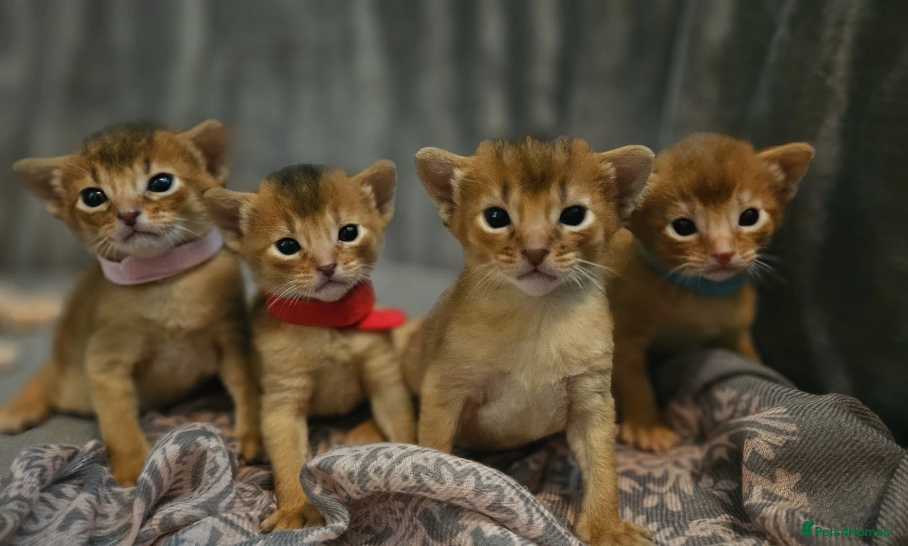 Abyssinian cats Abyssinian Kittens - Advert 18