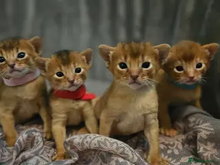 Abyssinian cats Abyssinian Kittens - Advert 18