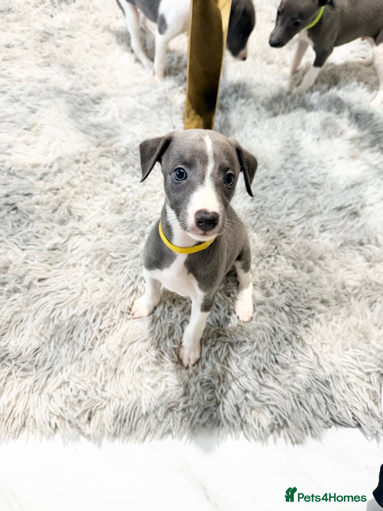 Whippet dogs Whippet puppies  - Advert 1